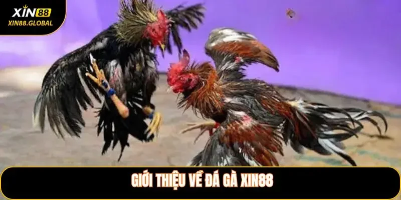 Giới thiệu về đá gà XIN88