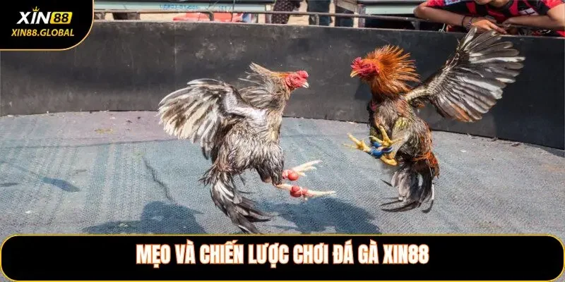 Mẹo và chiến lược chơi đá gà XIN88